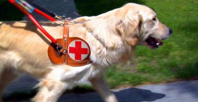11.7 Labrador cane guida